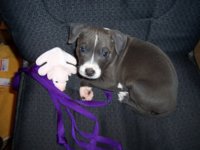 sapph7weeks.jpg