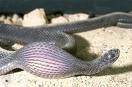 snake.jpg