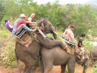elephants.JPG