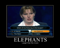 elephants.gif