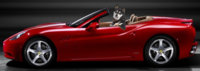 coolferraridog.jpg