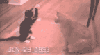 catfight.gif
