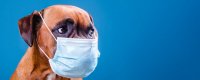 covid-dog-mask.jpg