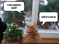 funny-pictures-cat-says-he-has-squirrel-food.jpg