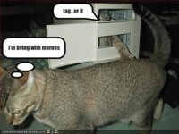 funny-pictures-one-cat-does-not-enjoy-playing-tag.jpg