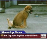 kittehcaught.jpg