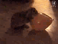 1240293934701.gif