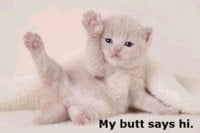 642c0-buttshreks.jpg