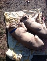 Micah and Ella sleeping at park(2).jpg
