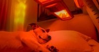 red-light-therapy.jpg