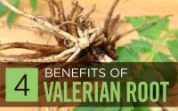 Valerian-Root.jpg
