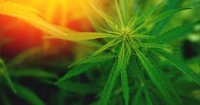 Cannabis.jpg