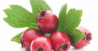 Hawthorn-Berriesk.jpg