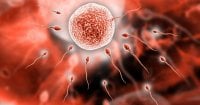 Male-Fertility.jpg