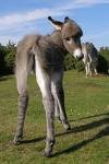 donkey.jpg