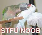stfubird.jpg
