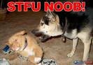stfudog.jpg