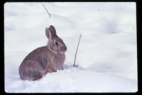 Snow_Bunny.jpg
