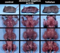 myostatin-mice-muscle-strength.jpg