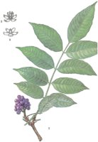 Phellodendron.jpg