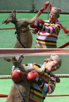kangaroo2AFP_468x693.jpg