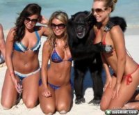 monkey.jpg