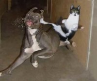 Ninja-cat.jpg