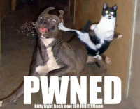 kitty_kung_pwned.jpg
