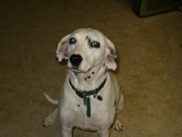 My dog.JPG