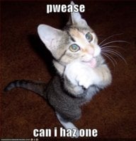 m2813_funny-pictures-begging-cat.jpg