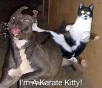 zzkaratecat.jpg