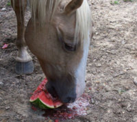 horseeatingwatermelon.jpg