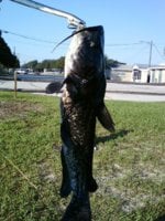 White Catfish 10-04-10.jpg