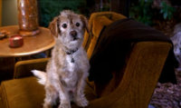 08-Baxter-Anchor-Man-famous-pets-from-TV-and-movies.jpg