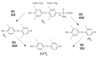 Iodothyronine_deiodinase.png