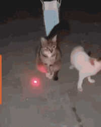 IMG_7537.gif