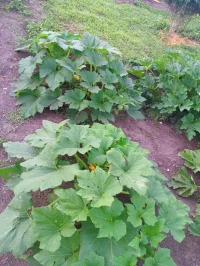 IMG_20260717_193824_045.webp