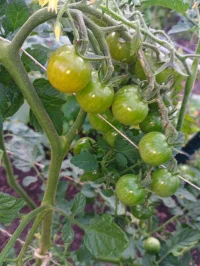 IMG_20260717_193647_587.webp