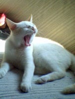 cat-hyperthyroid.jpg