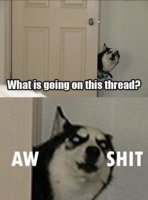 miscdog2.jpg