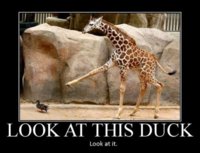 1356lookatthisduckgiraf.jpg