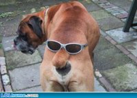 dog.jpg