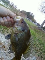 Mystery Fish.jpg