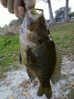 mystery fish II.jpg