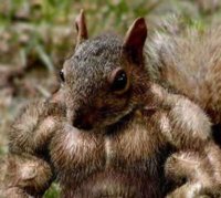 squirrelmuscles.jpg