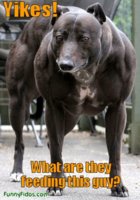 funny-dog-picture-muscle-dog.jpg