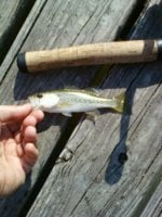 Lake Howard 5-25-11 LOL.jpg
