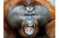 angry-orangutan_1210364i.jpg