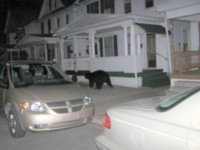 bear strolling.jpg