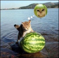 acid_picdump_84.jpg